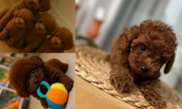 Yavru Köpek Beslenmesi Neden Önemlidir?