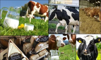 Çiftlik Sütlerinin Hepsi Aynı Mıdır