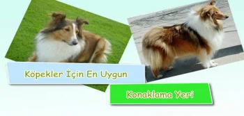 Köpekler İçin En Uygun Konaklama Yeri