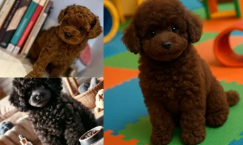 Minyatür Poodle Sosyalizasyon Süreci Neden Önemlidir?