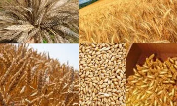 Yüksek Verime Sahip Buğday Türleri