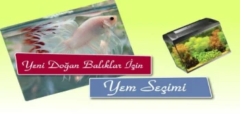 Yeni Doğan Balıklar İçin Hangi Balık Yemi Tercih Edilmelidir?