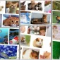 Köpek Kemiklerinin Faydaları Nelerdir?