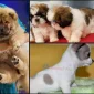 Hangi Köpek Irkını Tercih Etmelisiniz?