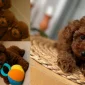 Why is Puppy Nutrition Important?