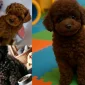 Minyatür Poodle Sosyalizasyon Süreci Neden Önemlidir?